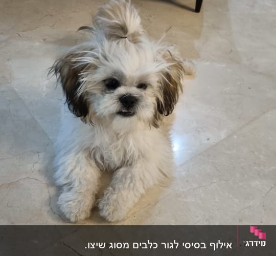 כלב קטן שוכב על רצפה